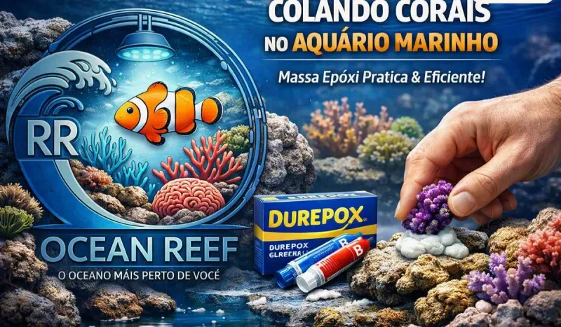 Guia de Fixação de Corais: A Quantidade Exata de Epóxi e o Limite Diário Seguro